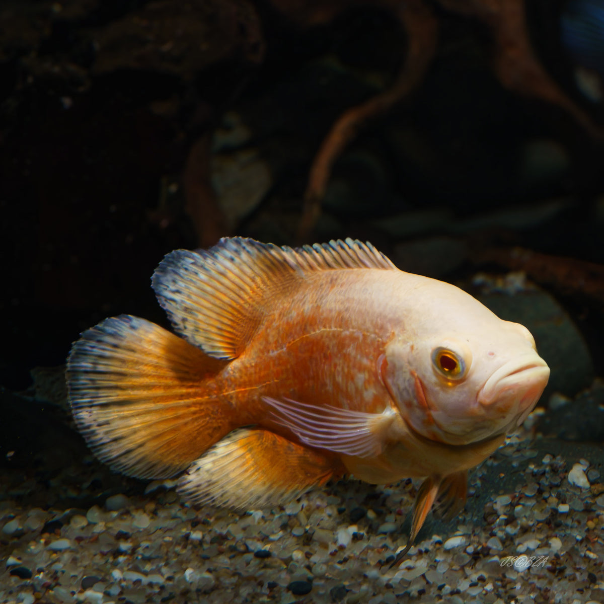 Chili Red Oscar