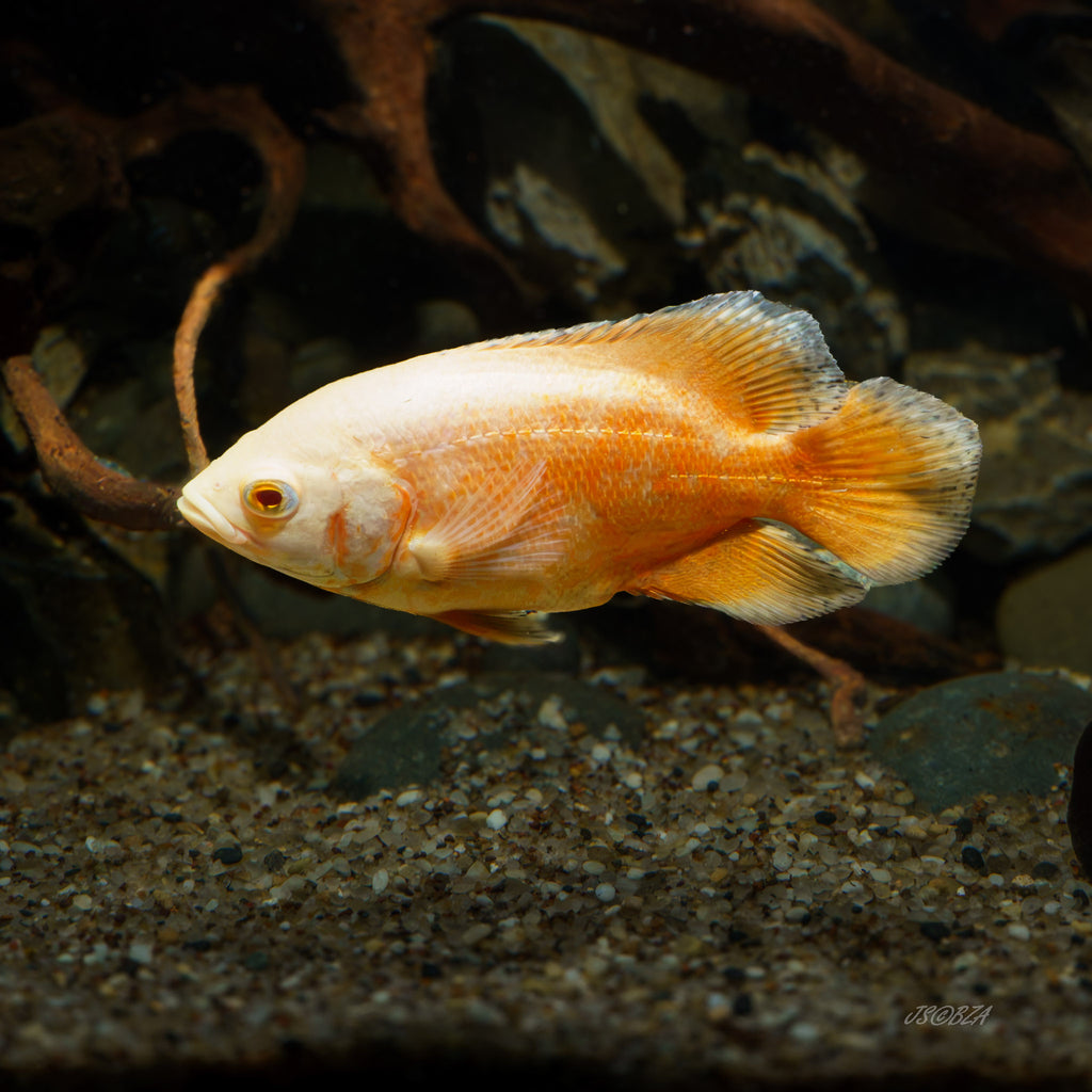 Chili Red Oscar