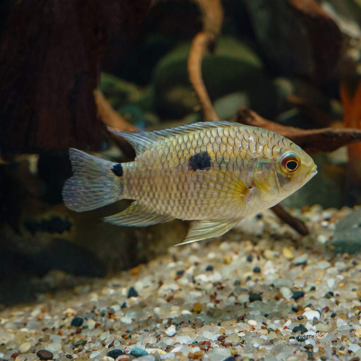 A small cichlid fish swims above gravel substrate in an aquarium, with driftwood and rocks blurred in the background.