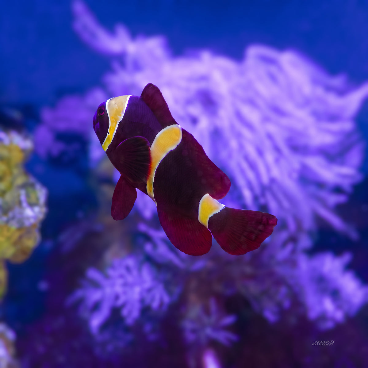 Gold Stripe Maroon Clownfish
