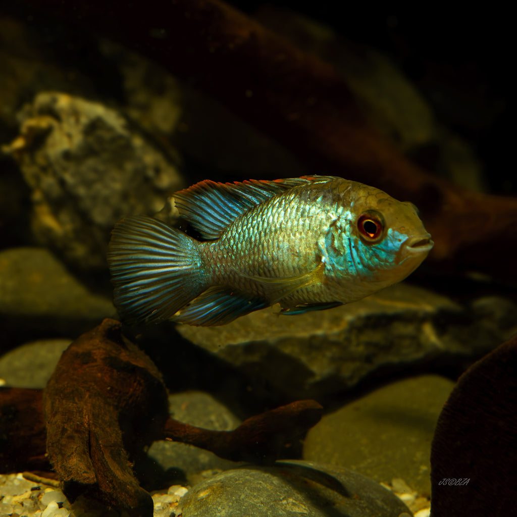 Electric Blue Acara