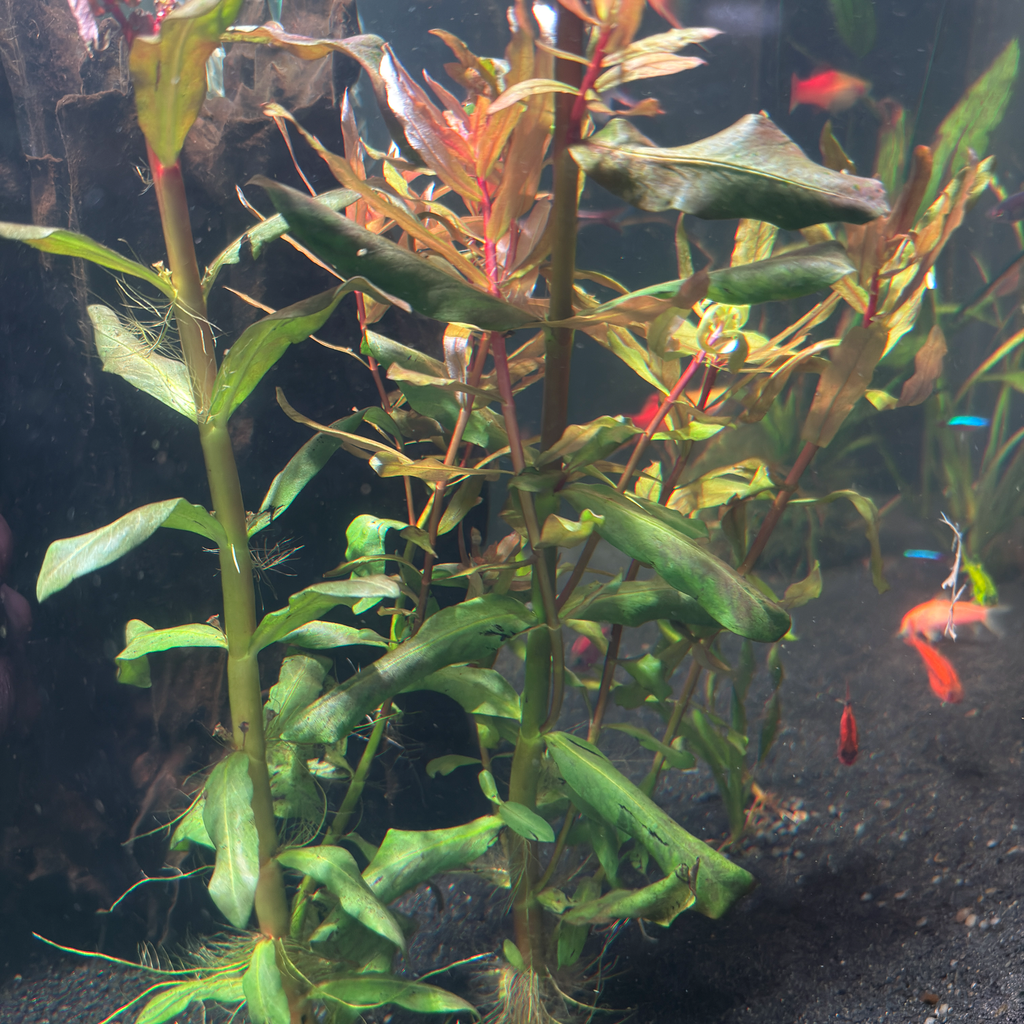 Ammannia Senegalensis