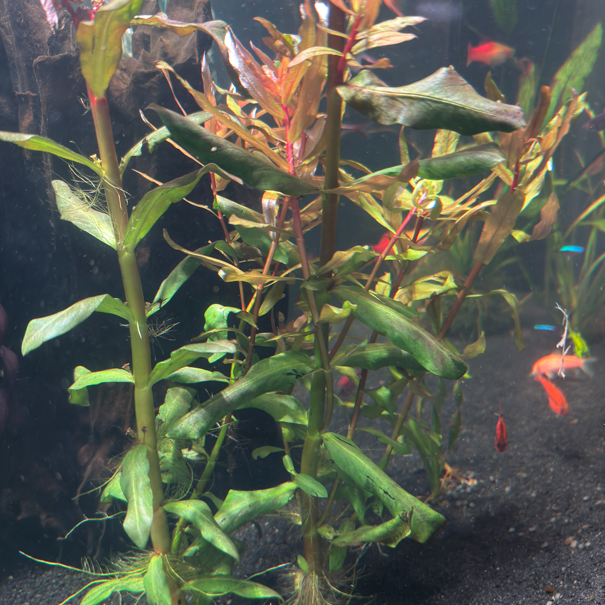 Ammannia Senegalensis