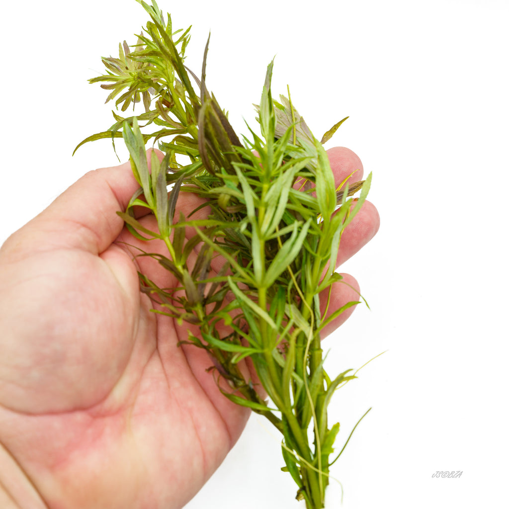 Limnophila Aromatica