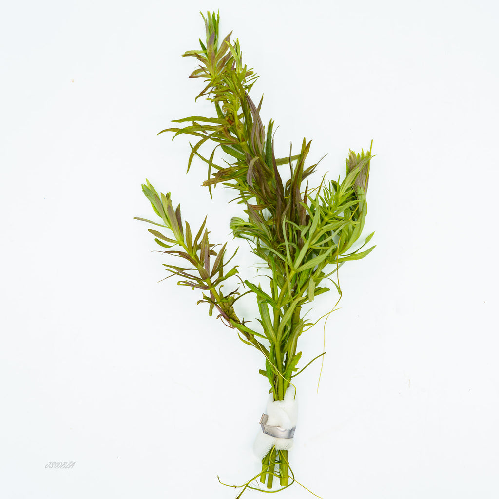 Limnophila Aromatica