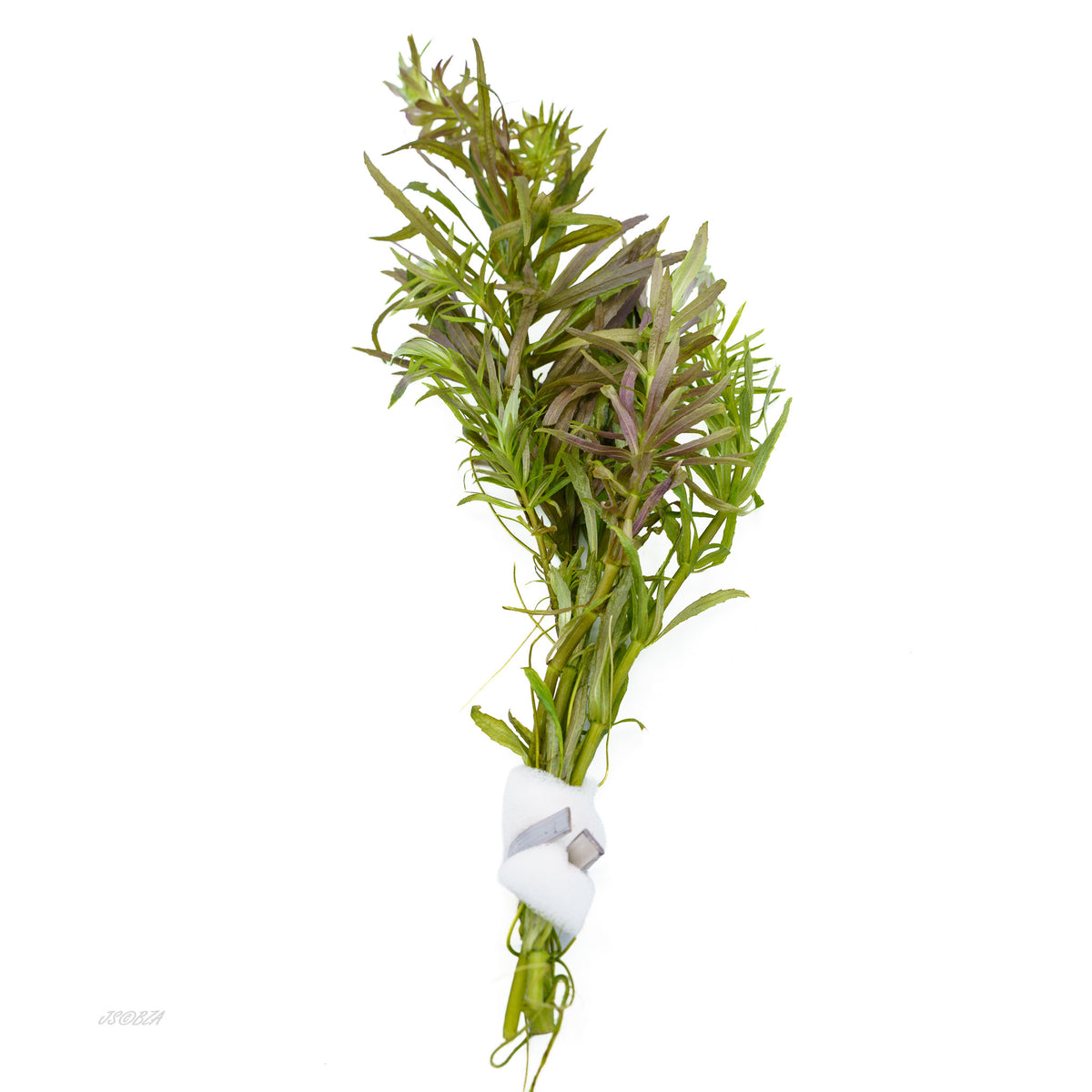 Limnophila Aromatica