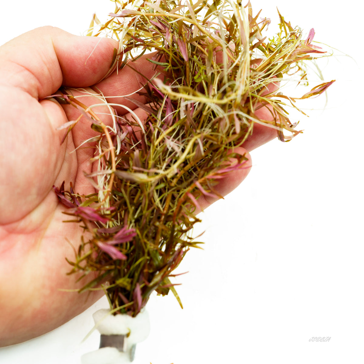 Rotala H'ra held in a hand to show its fine foliage and branching stems.
