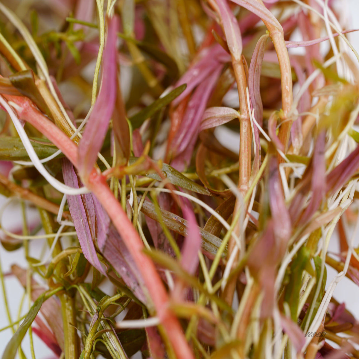 Close-up of Rotala H'ra with pink leaves and pale roots along the stems.