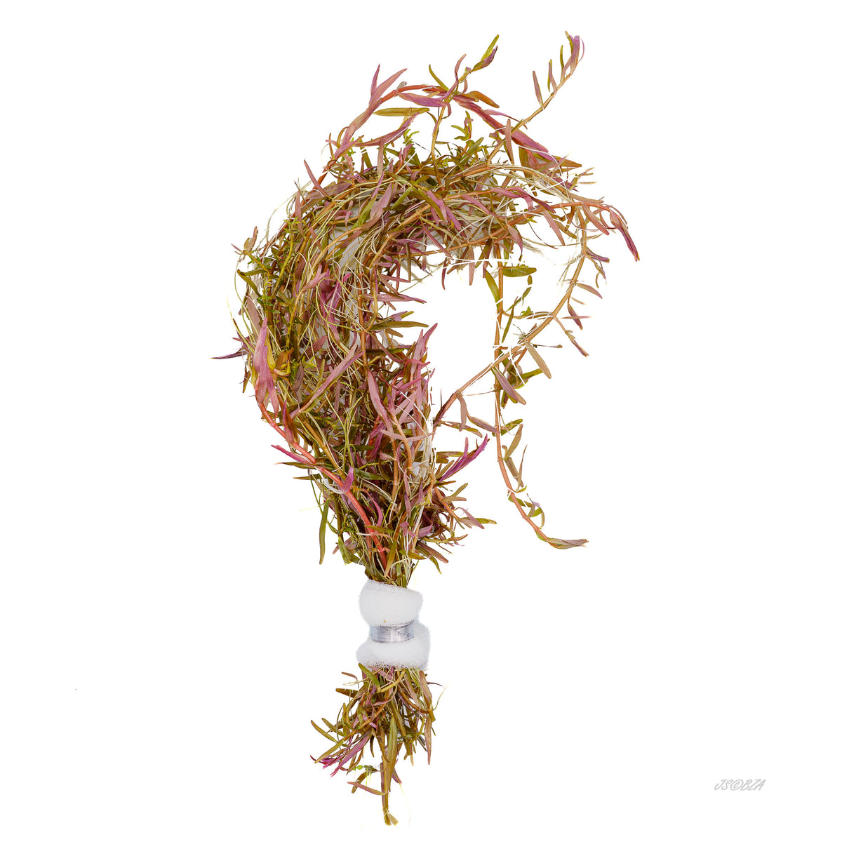 Weighted bunch of Rotala H'ra with slender pink and green leaves.