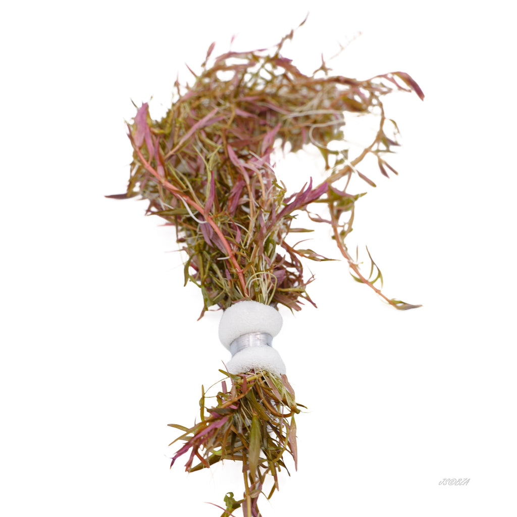 Side view of a Rotala H'ra bunch showing its wrapped base and trailing stems.