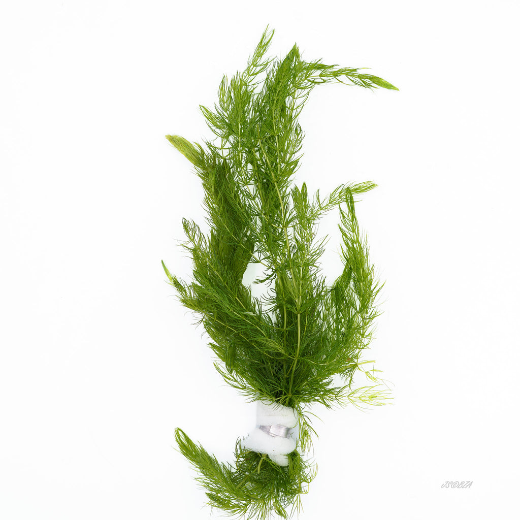 Hornwort