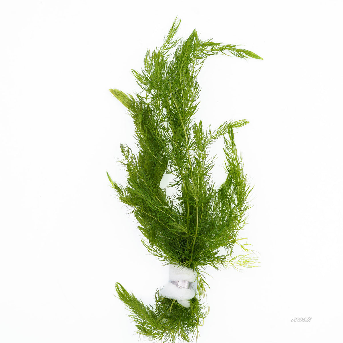 Hornwort