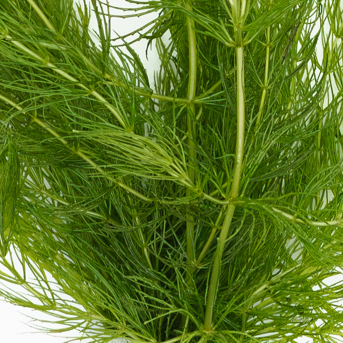 Hornwort