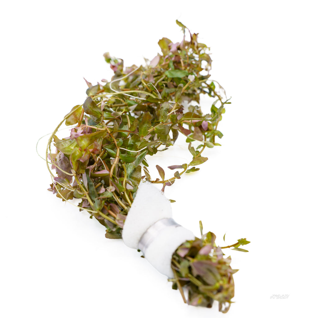 Rotala Rotundifolia bunch with rounded green and pink leaves and a wrapped base.