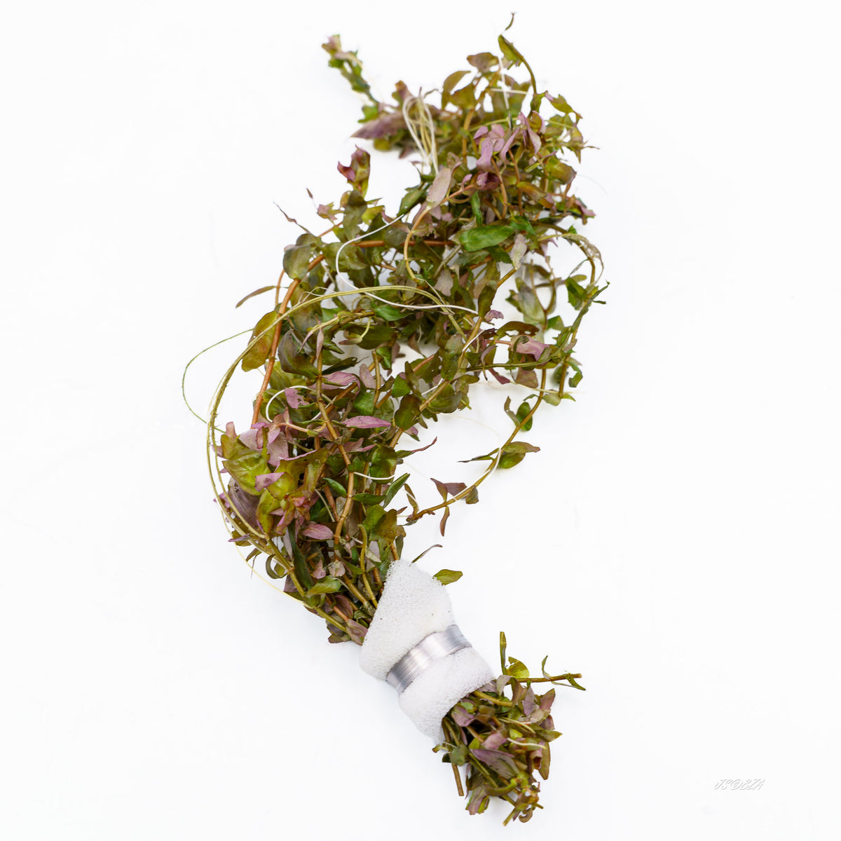 Full-length view of a weighted Rotala Rotundifolia bunch with branching stems.