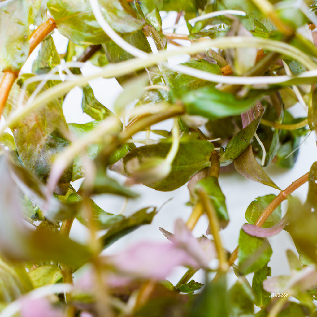 Close-up of Rotala Rotundifolia showing small leaves and pale roots along the stems.