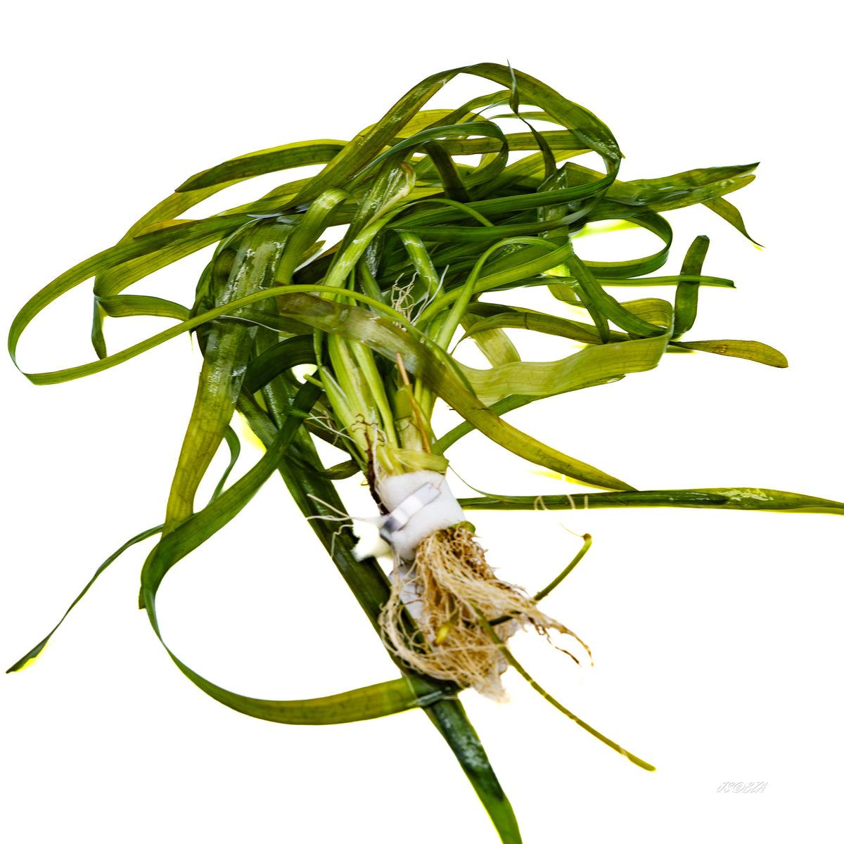 Anubias gigantea side view showing rhizome, roots, and long leaves