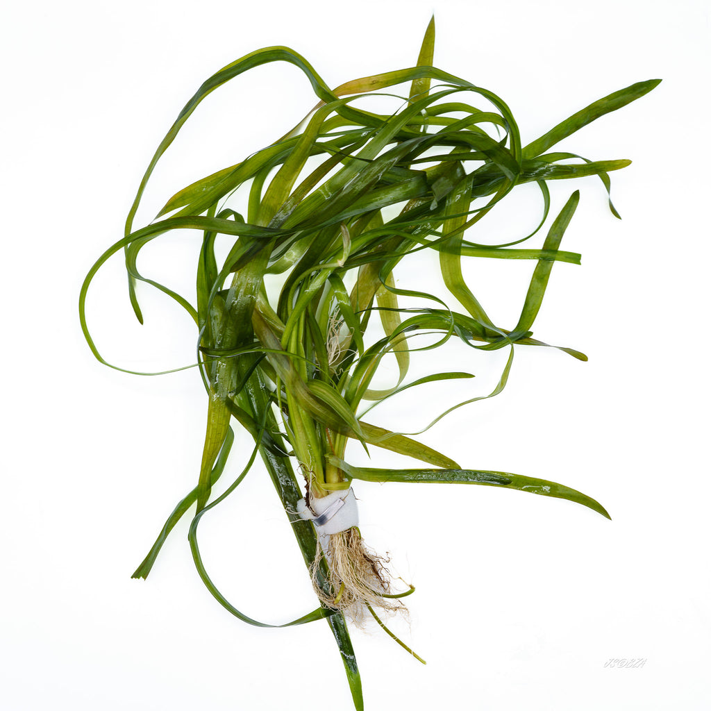 A bundle of fresh green aquatic plants with long, slender leaves and visible roots, tied together with a white band, photographed on a plain white background.