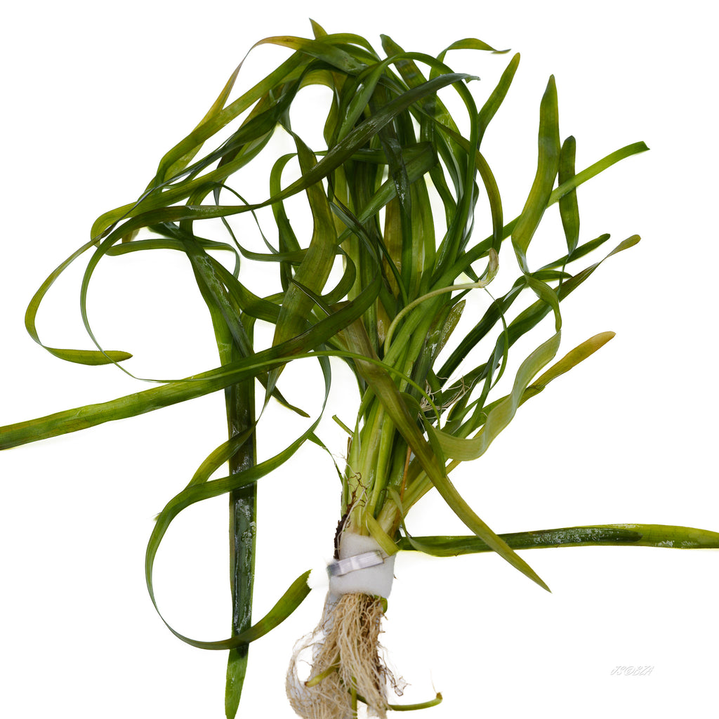 A bundle of fresh green aquatic grass with long, slender leaves and visible roots, tied at the base with a white band, isolated on a white background.