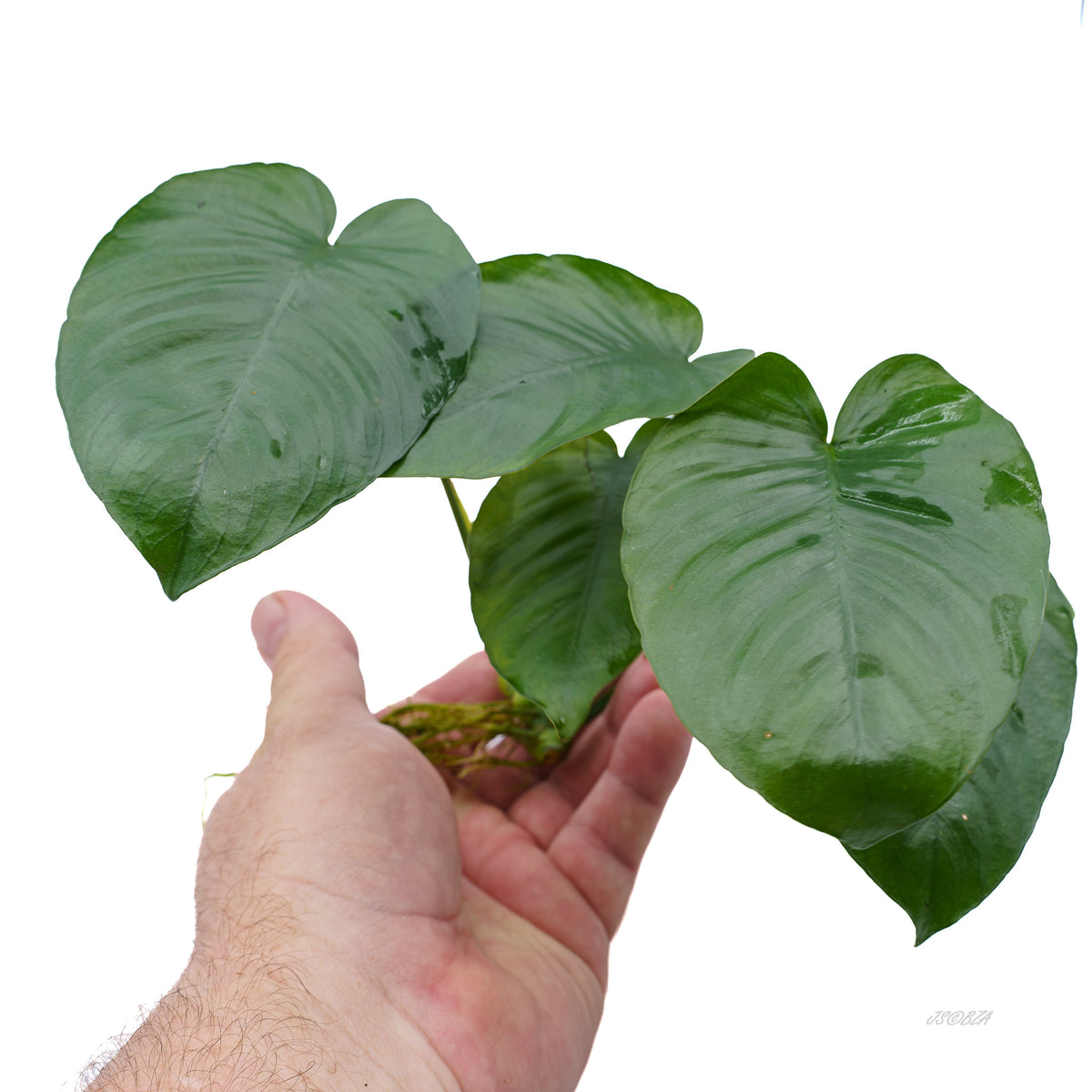 Anubias Nana