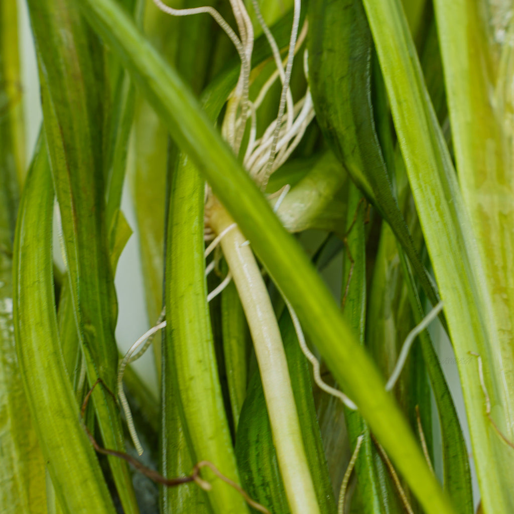 Close-up of a green aquatic plant with long, narrow leaves and pale roots growing in water.