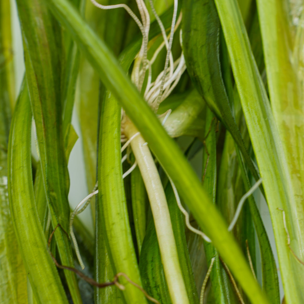 Close-up of a green aquatic plant with long, narrow leaves and pale roots growing in water.