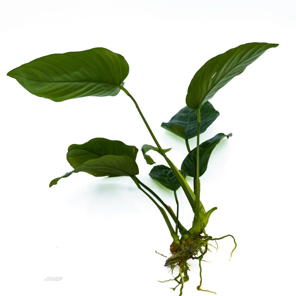 Anubias Nana