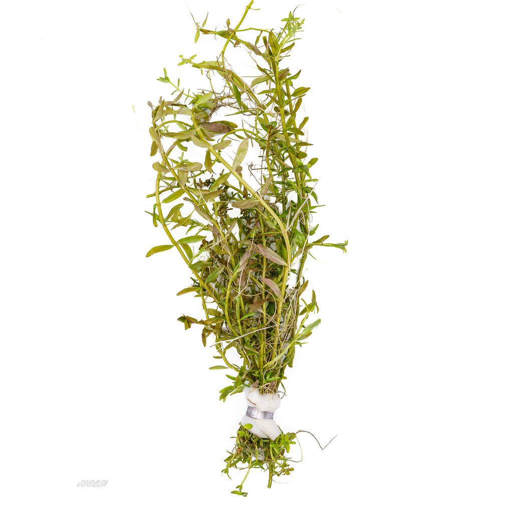 Rotala Orange Juice aquarium plant weighted bunch