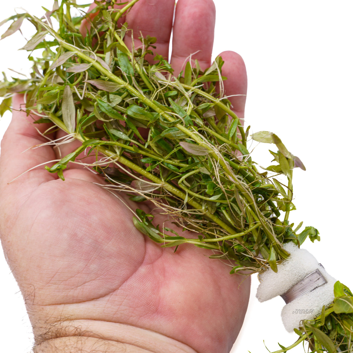 Rotala Orange Juice aquarium plant weighted bunch in hand

