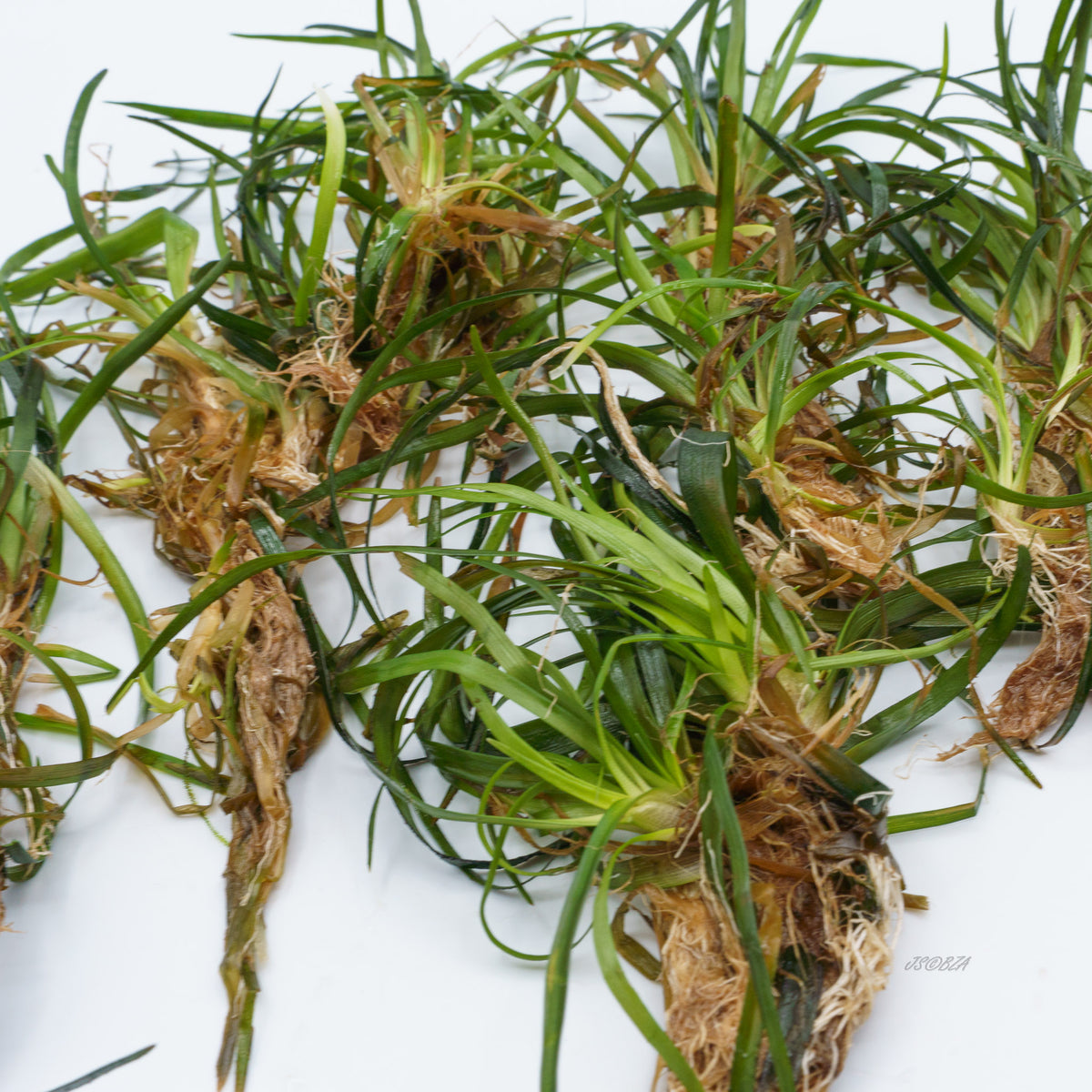 Eriocaulon sp. ‘Vietnam’