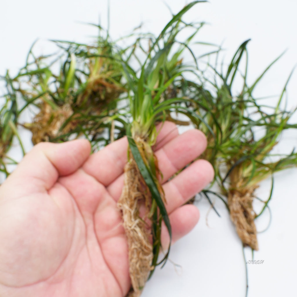 Eriocaulon sp. ‘Vietnam’