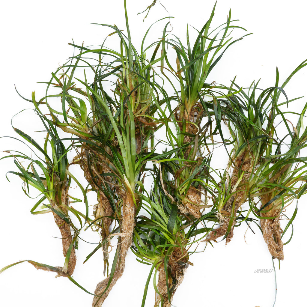 Eriocaulon sp. ‘Vietnam’