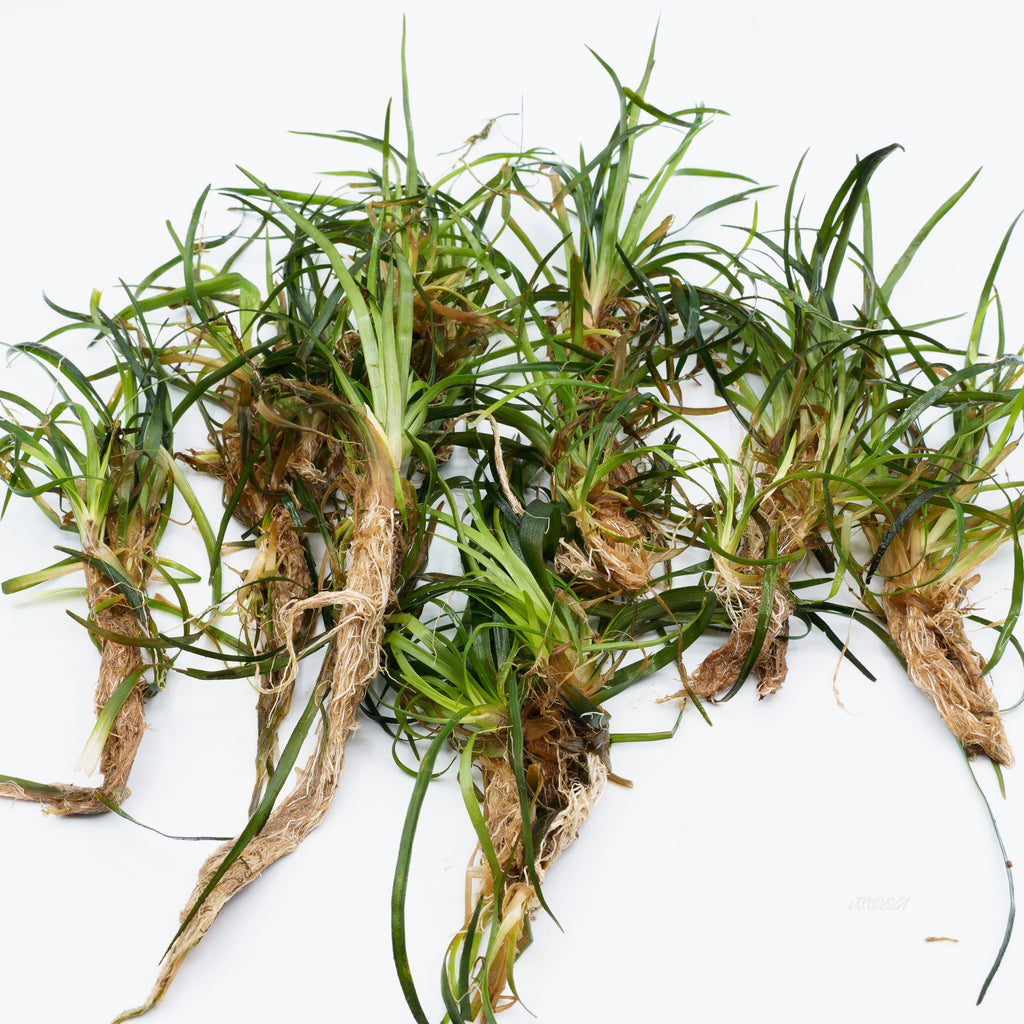 Eriocaulon sp. ‘Vietnam’