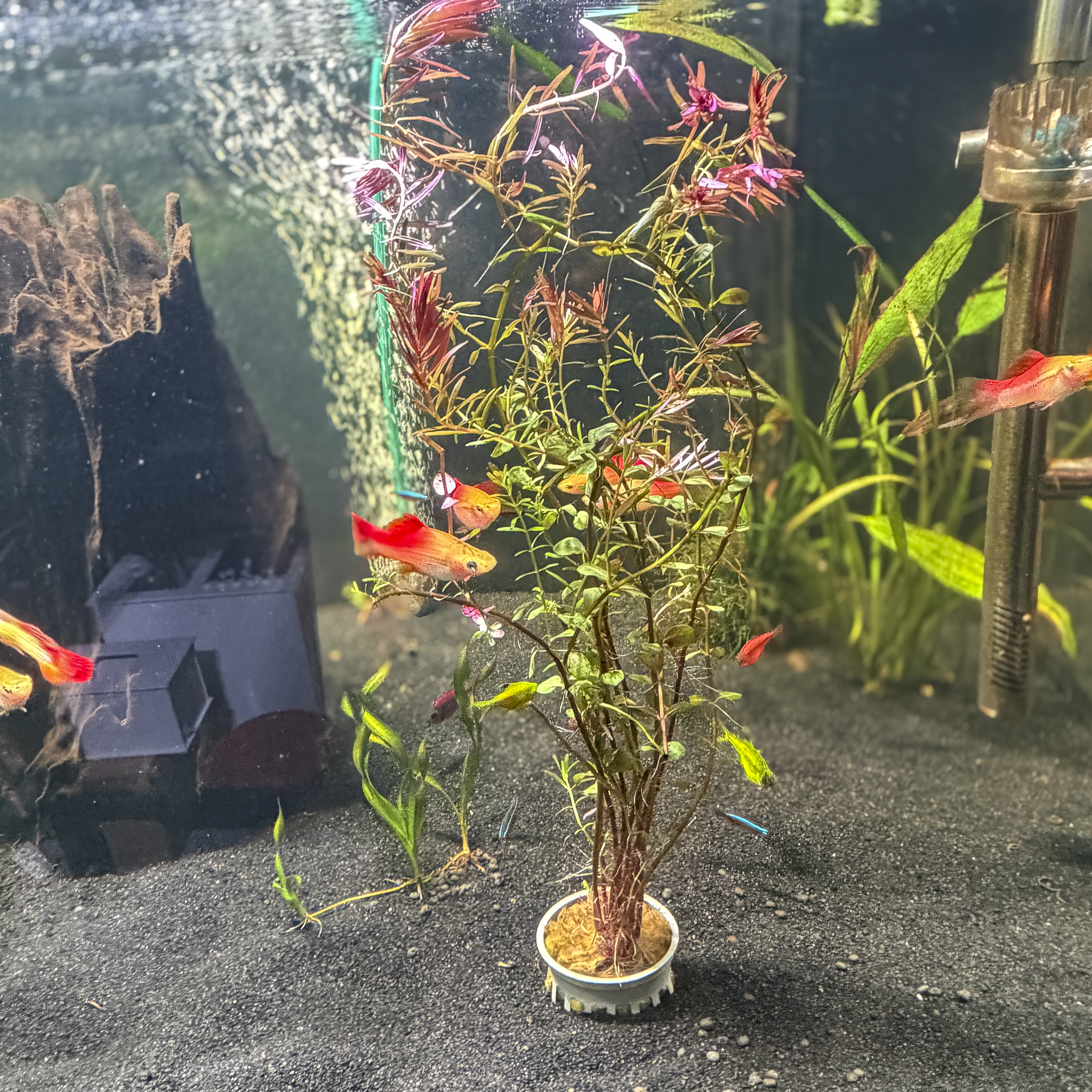 Rotala rotundifolia ‘H’ra’.