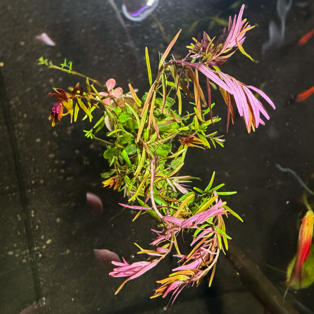 Rotala rotundifolia ‘H’ra’.
