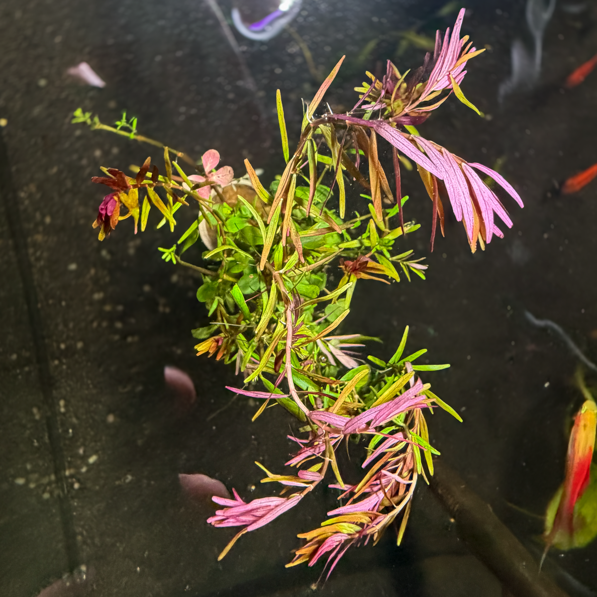 Rotala rotundifolia ‘H’ra’.