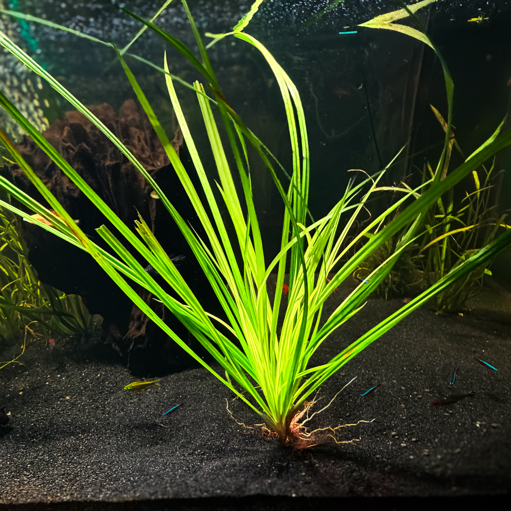 Cyperus Helferi
