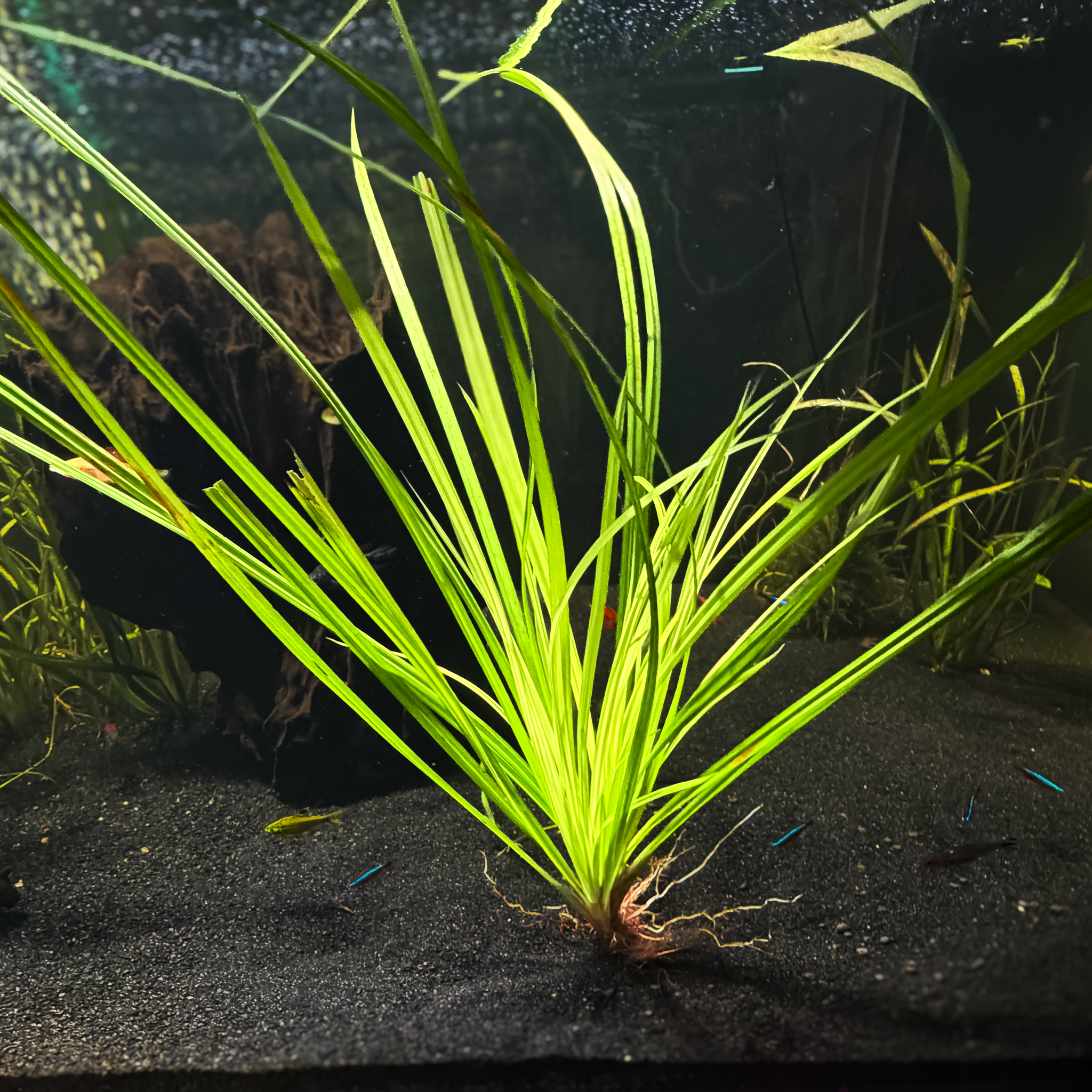 Cyperus Helferi