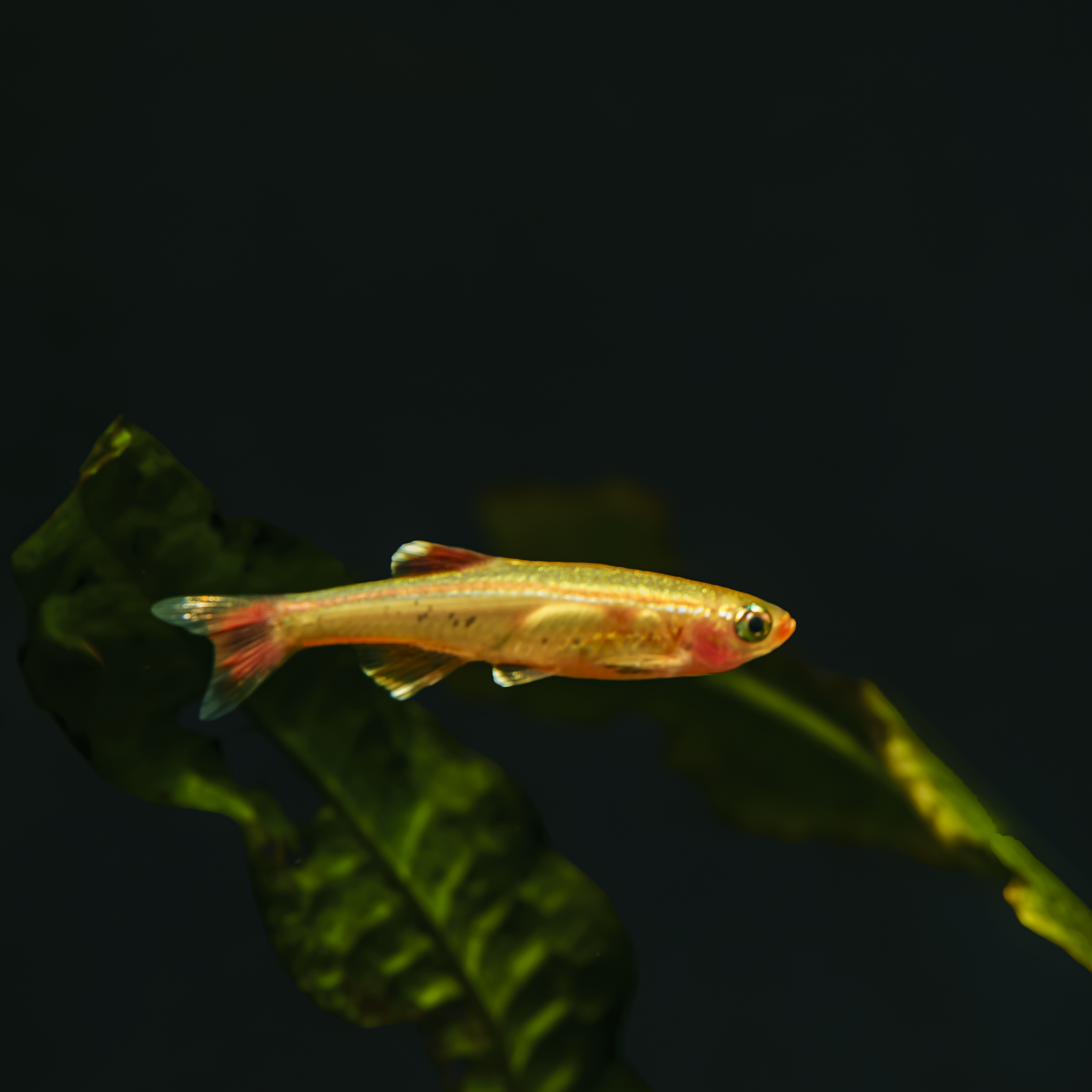 Gold White Cloud Minnow