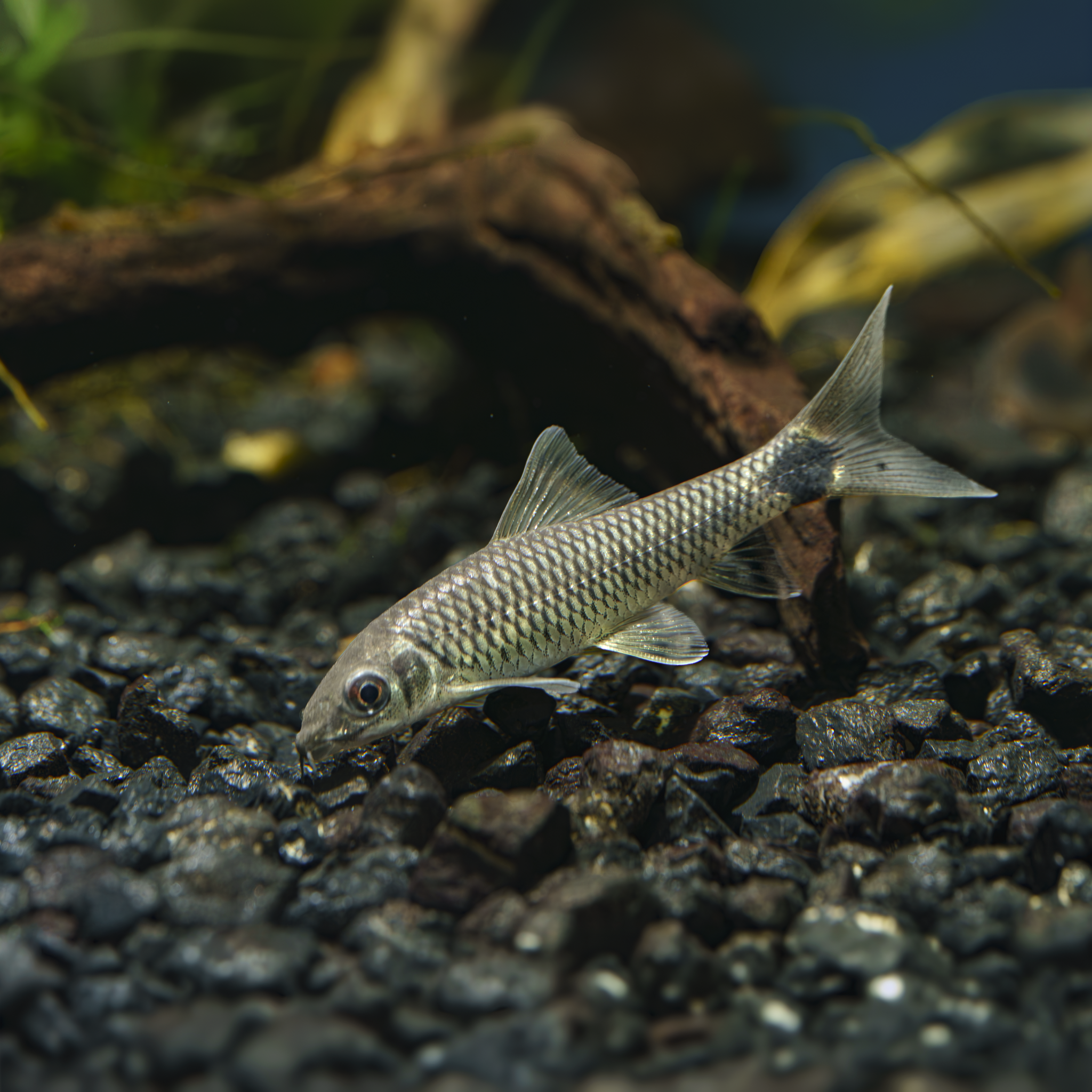 Silver Flying Fox freshwater aquarium fish