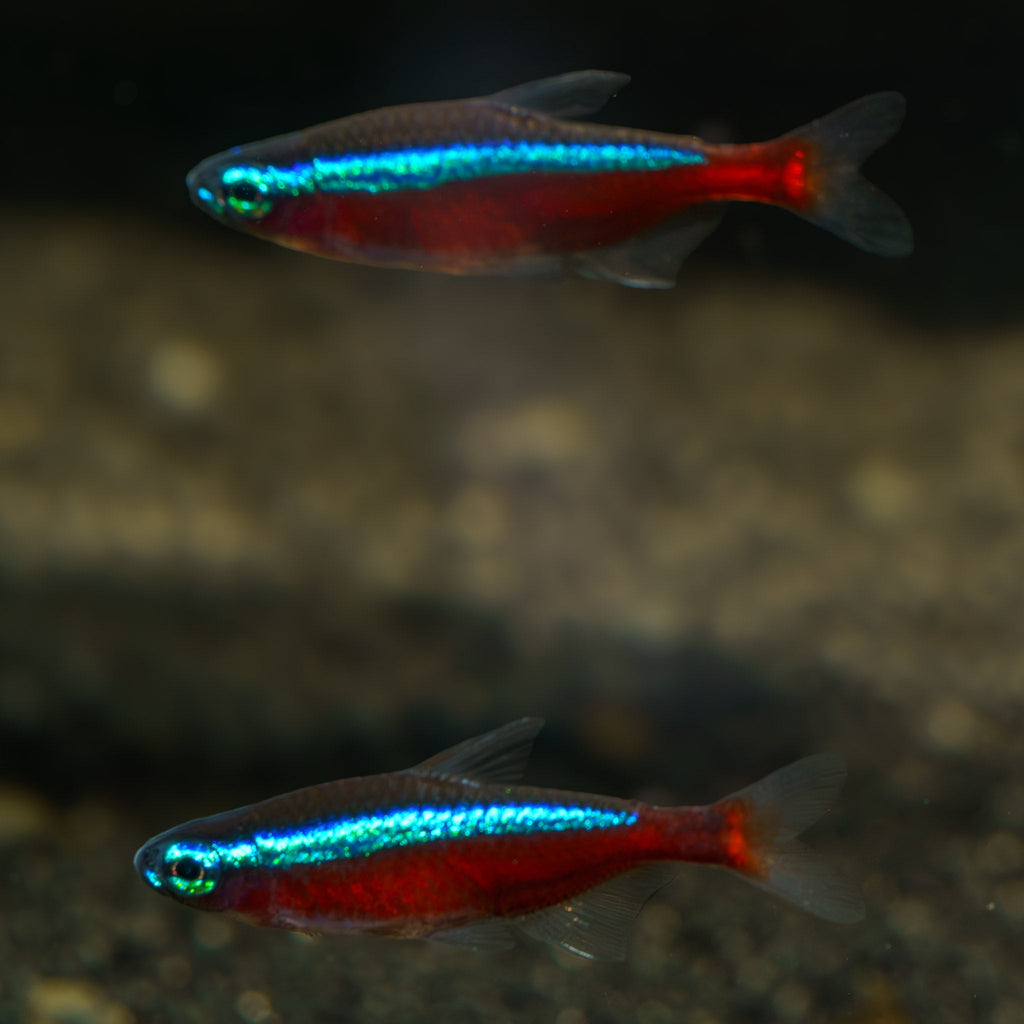 Cardinal Tetra
