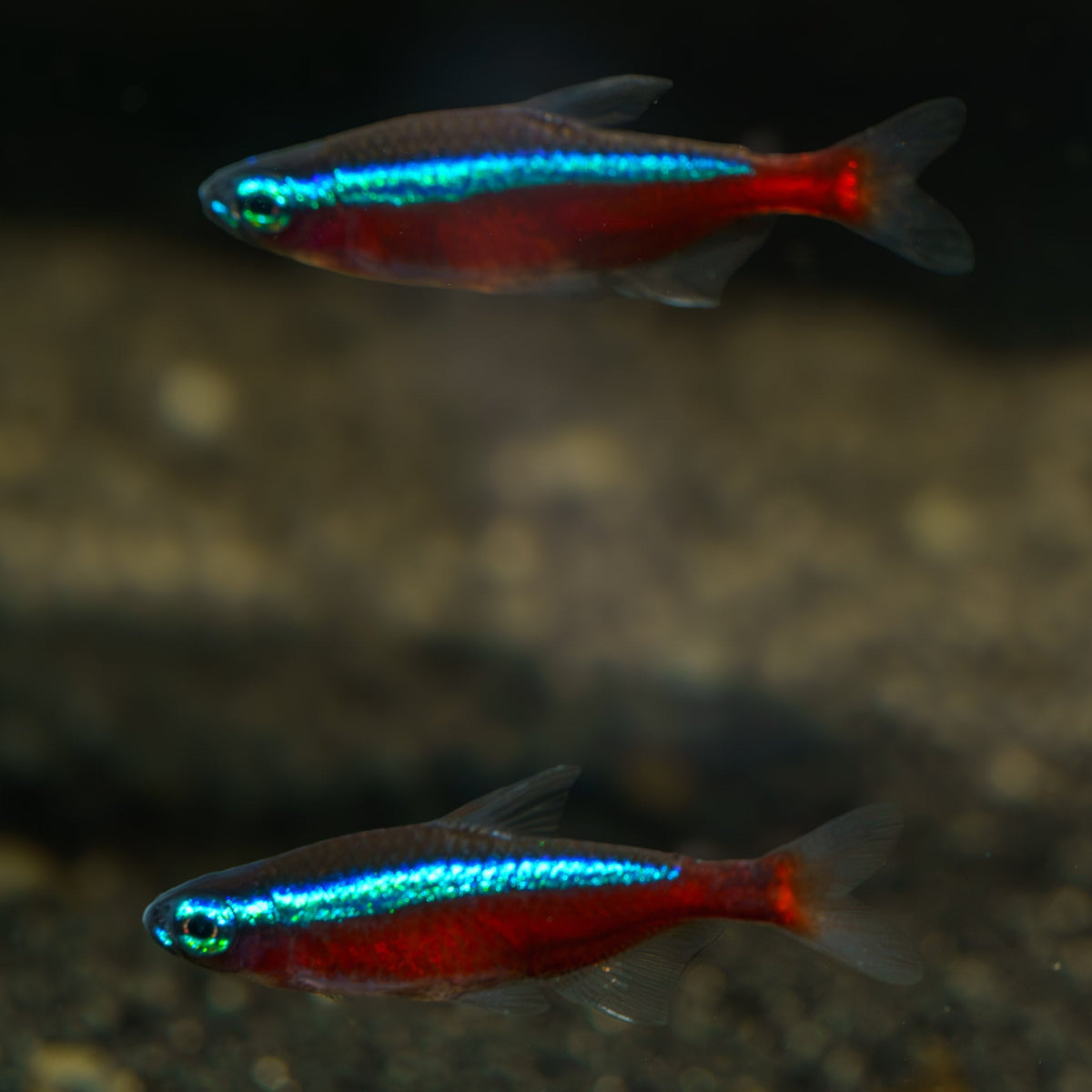 Cardinal Tetra