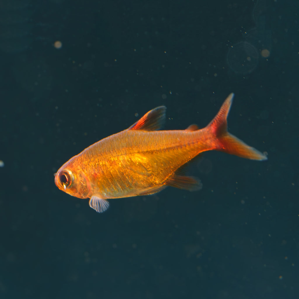 Ember Tetra