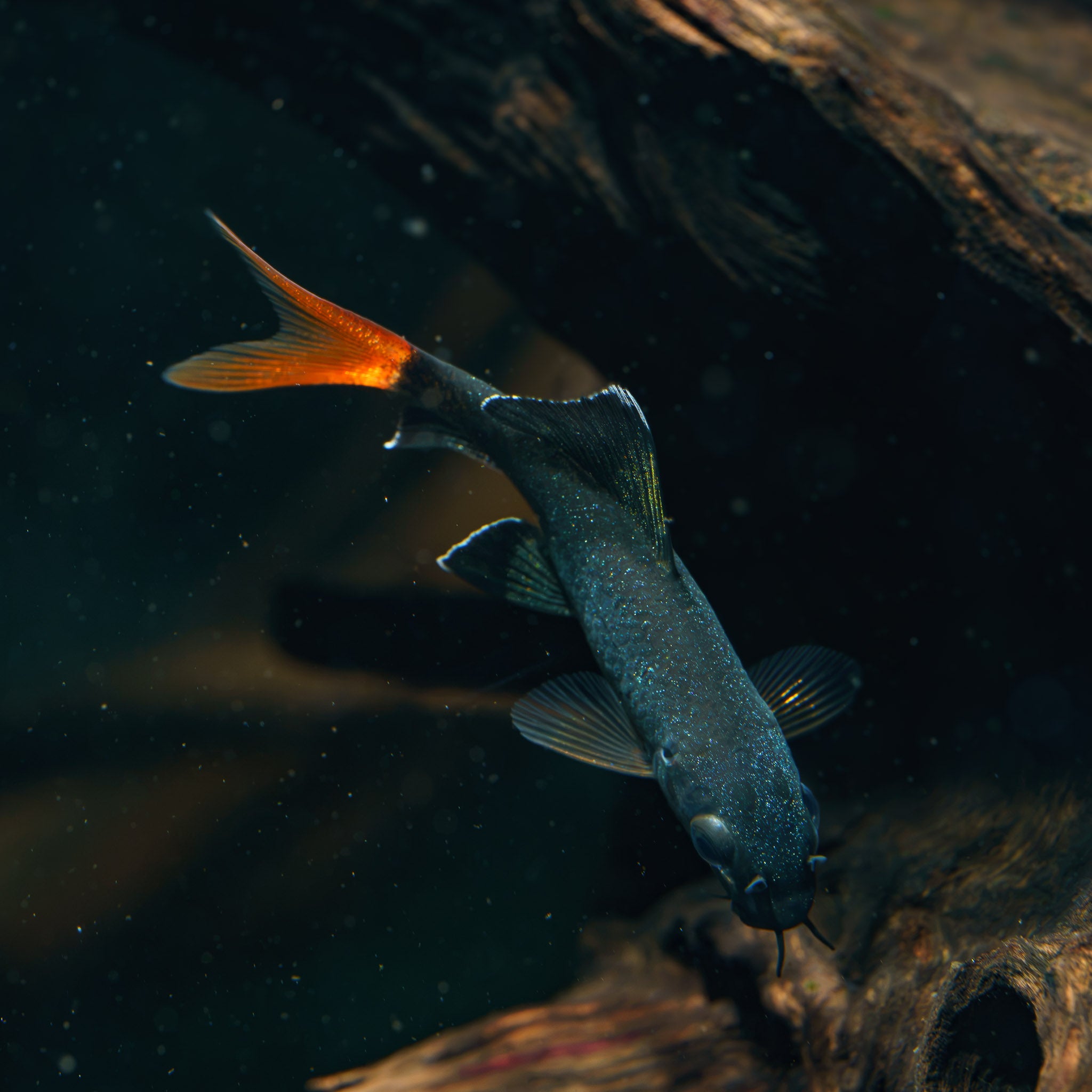 Red-Tail Black Shark