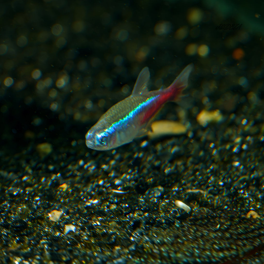 Neon Tetra