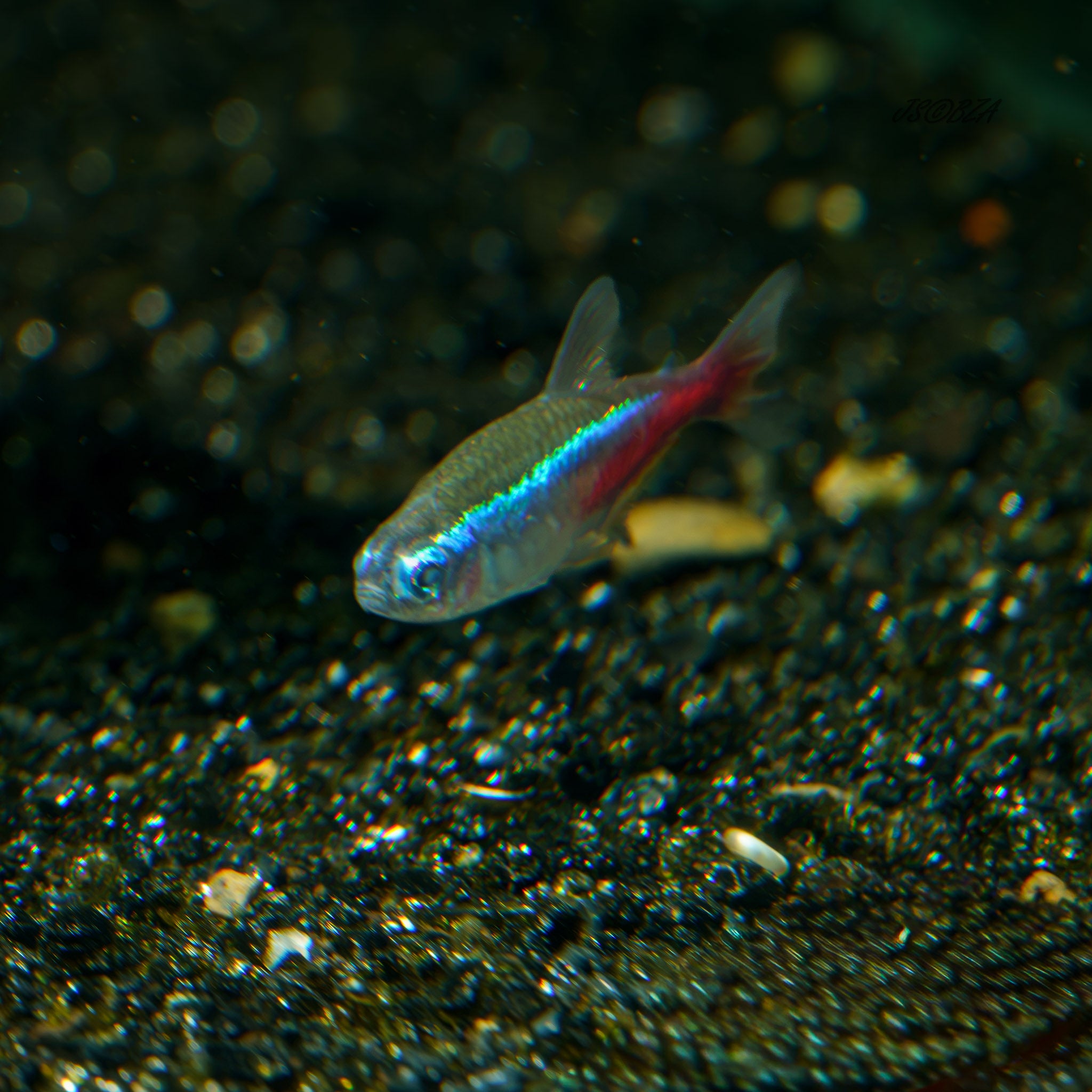 Neon Tetra