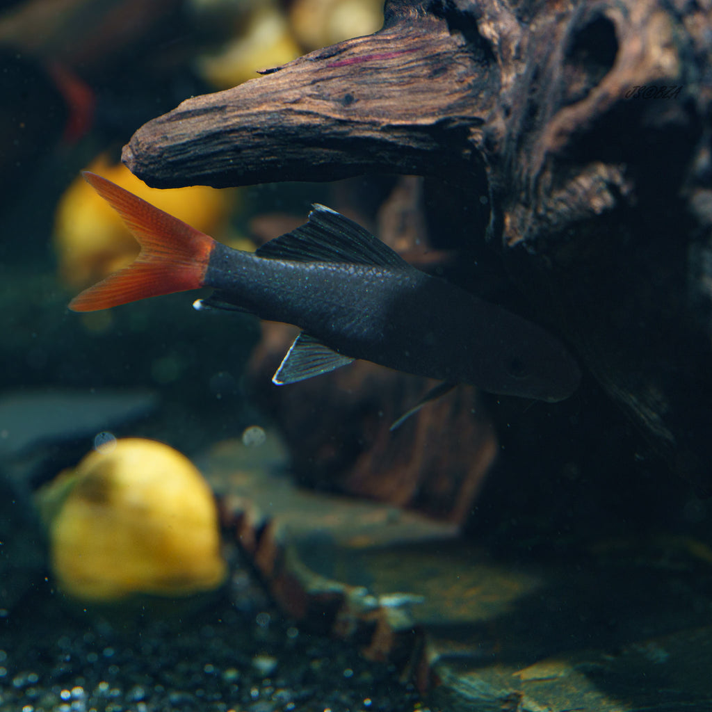 Red-Tail Black Shark
