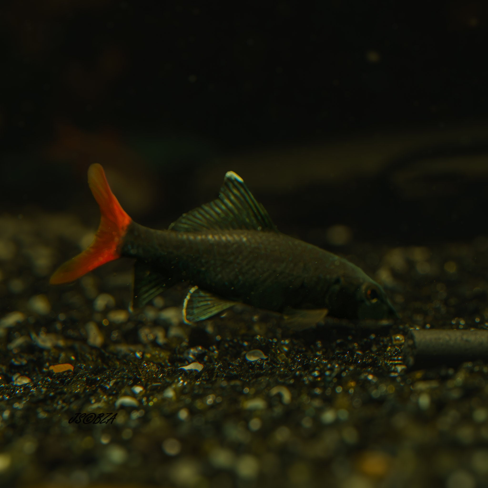 Red-Tail Black Shark