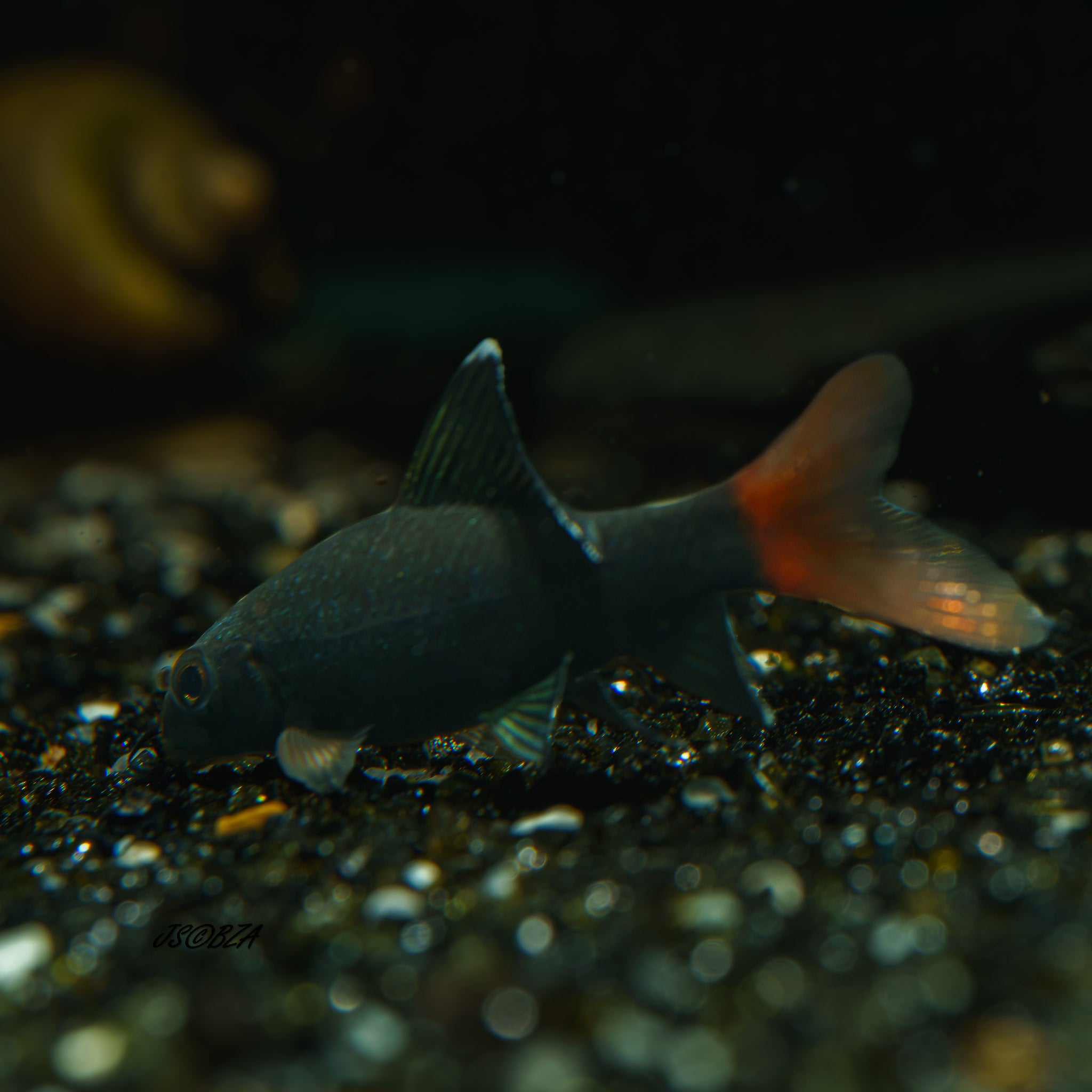 Red-Tail Black Shark