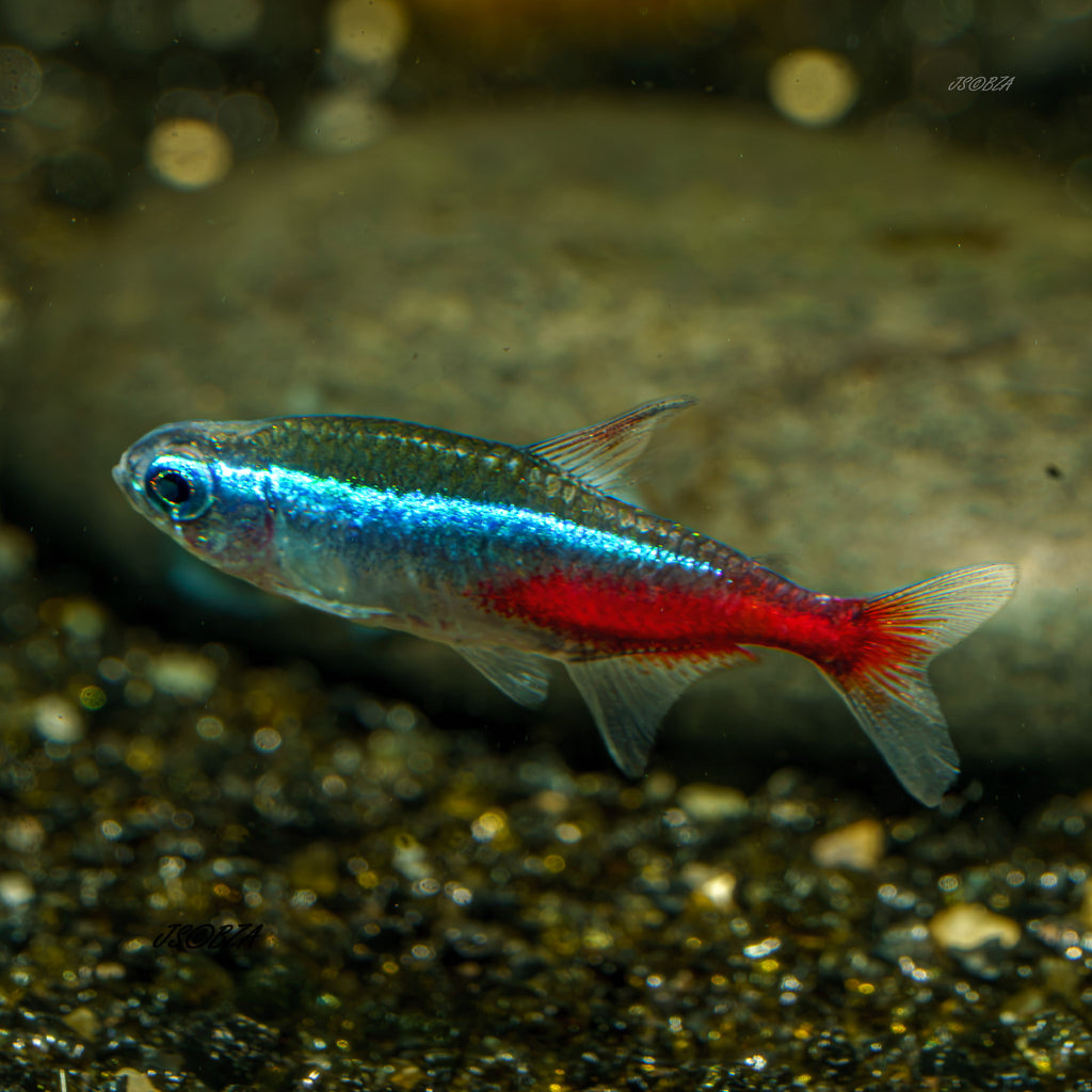 Neon Tetra